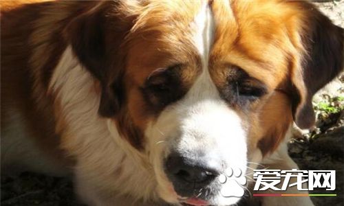 聖伯納犬的種類 聖伯納犬有兩個種類