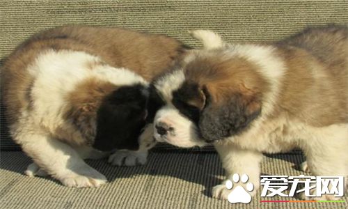 聖伯納犬的智商 智商相當於五到六歲的孩子