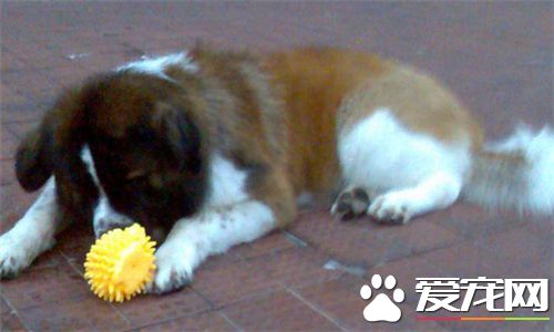 聖伯納犬的性格 聖伯納犬是很友善的狗狗
