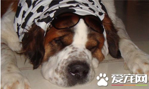 聖伯納犬的性格 聖伯納犬是很友善的狗狗