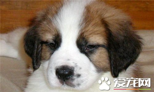 聖伯納犬的性格 聖伯納犬是很友善的狗狗