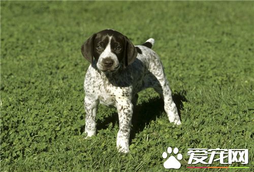 短毛指示犬有哪幾種 短毛指示犬只有一種