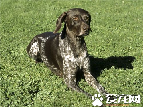 短毛指示犬有哪幾種 短毛指示犬只有一種