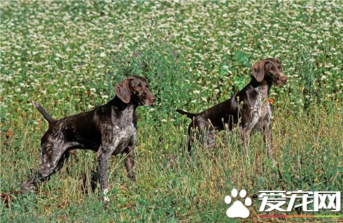 短毛指示犬有哪幾種 短毛指示犬只有一種