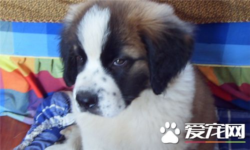 聖伯納犬的壽命 一般平均在9到12年左右