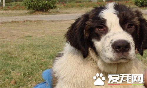 聖伯納犬的食量 聖伯納犬好養但是食量大