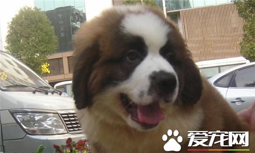 聖伯納犬的壽命 一般平均在9到12年左右