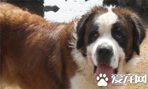 聖伯納犬的食量 聖伯納犬好養但是食量大