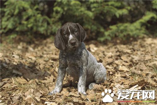 短毛指示犬體味重不 短毛指示犬體味比較輕