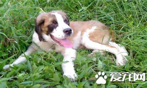 聖伯納犬的食量 聖伯納犬好養但是食量大