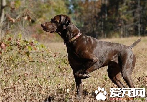 短毛指示犬體味重不 短毛指示犬體味比較輕