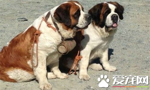 聖伯納犬打架厲害嗎 聖伯納犬是打架的能手