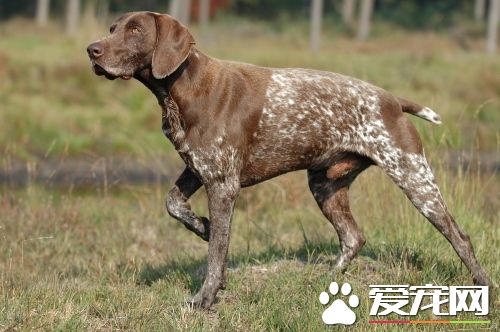 短毛指示犬體味重不 短毛指示犬體味比較輕