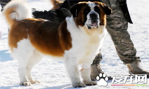 聖伯納犬打架厲害嗎 聖伯納犬是打架的能手