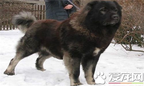 聖伯納犬吃什麼 聖伯納犬最好還是吃狗糧
