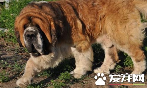聖伯納犬吃什麼 聖伯納犬最好還是吃狗糧