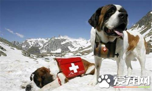 聖伯納犬吃的多嗎 聖伯納犬的食物量很大