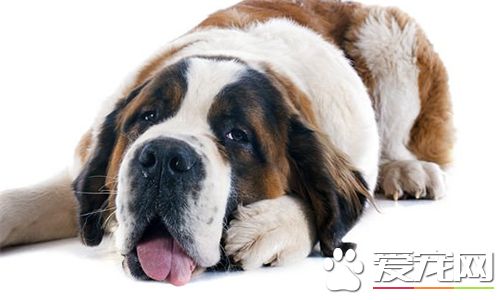 聖伯納犬吃的多嗎 聖伯納犬的食物量很大