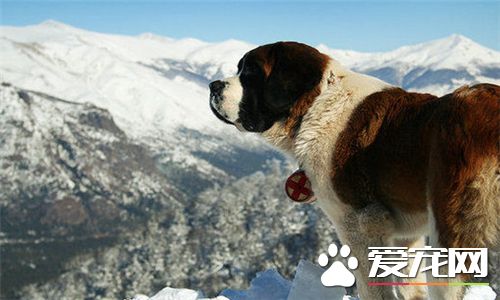 聖伯納犬吃的多嗎 聖伯納犬的食物量很大