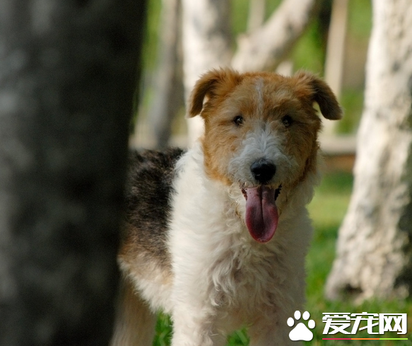 剛毛獵狐梗的馴養方法 可以采用的是誘導法