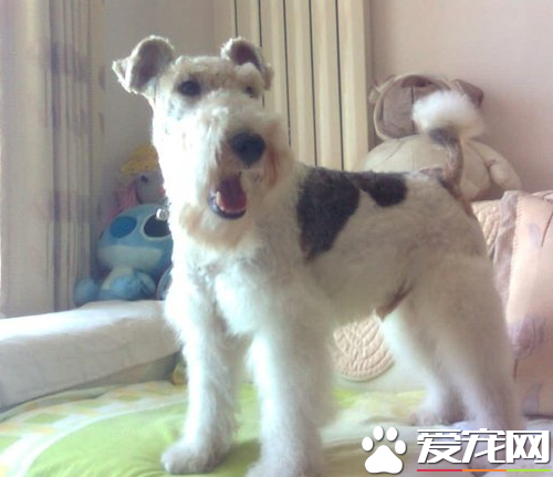 剛毛獵狐梗的馴養方法 可以采用的是誘導法