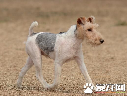 剛毛獵狐梗吃什麼狗糧 一般分為3種類型