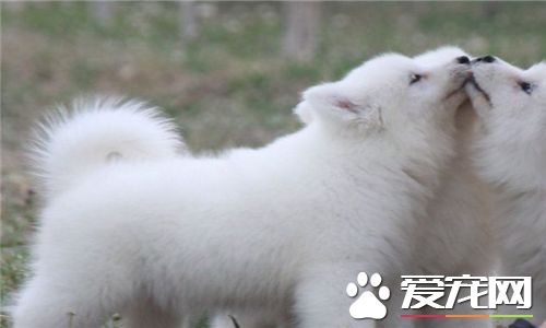 薩摩耶犬怎麼樣 薩摩耶高貴優雅乖巧可愛