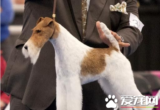 剛毛獵狐梗吃什麼狗糧 一般分為3種類型