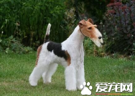 剛毛獵狐梗吃什麼狗糧 一般分為3種類型
