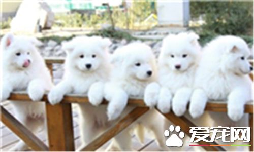 薩摩耶犬有幾種顏色 薩摩耶一般有四種顏色