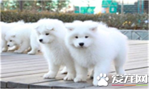 薩摩耶犬有幾種顏色 薩摩耶一般有四種顏色