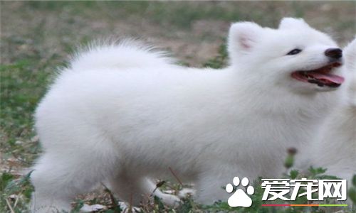 薩摩耶犬怎麼樣 薩摩耶高貴優雅乖巧可愛