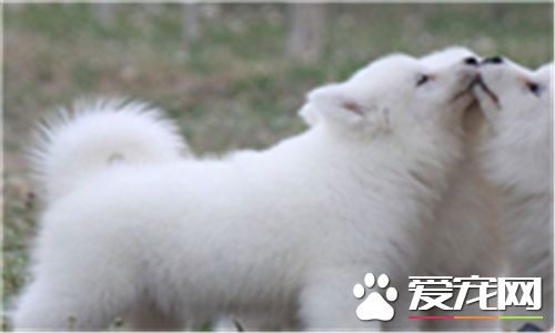 薩摩耶犬有幾種顏色 薩摩耶一般有四種顏色