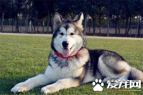 短毛阿拉斯加雪橇犬大小 雄性體重在85磅