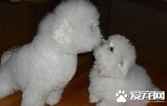 薩摩耶犬聽話嗎 薩摩耶非常調皮不聽話的