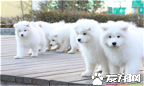 薩摩耶犬一天吃幾次 一天喂三到四頓最為適宜