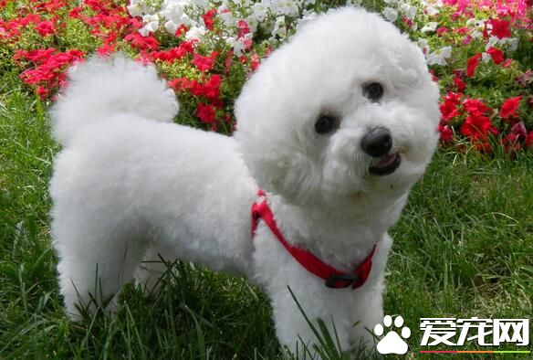 薩摩耶犬壽命 薩摩耶壽命一般在12到15年
