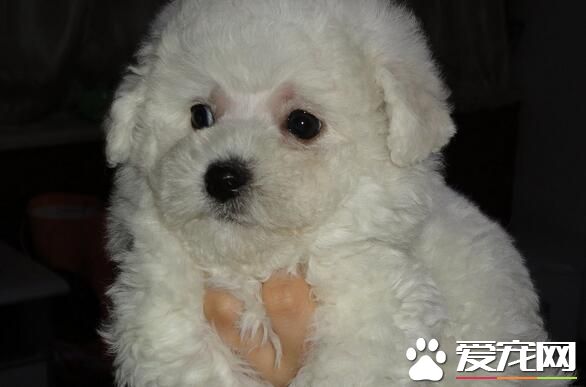 薩摩耶犬壽命 薩摩耶壽命一般在12到15年