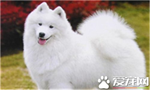 薩摩耶犬一天吃幾次 一天喂三到四頓最為適宜