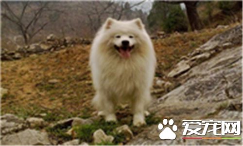 薩摩耶犬一天吃幾次 一天喂三到四頓最為適宜