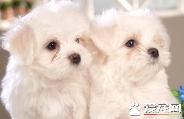 薩摩耶犬是大型犬嗎 薩摩耶犬是中型犬