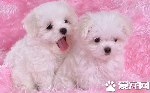 薩摩耶犬壽命 薩摩耶壽命一般在12到15年