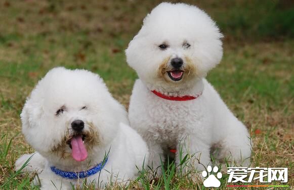 薩摩耶犬是大型犬嗎 薩摩耶犬是中型犬