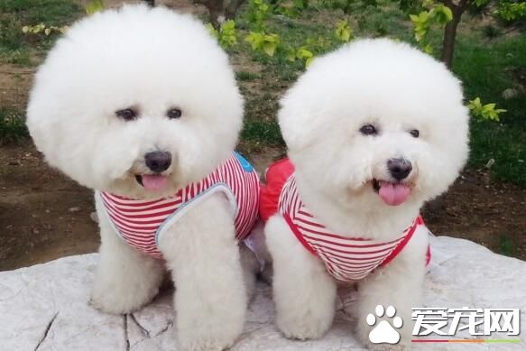 薩摩耶犬是大型犬嗎 薩摩耶犬是中型犬
