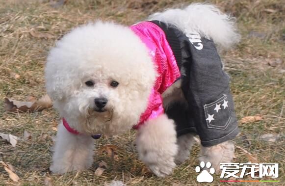 薩摩耶犬缺點 薩摩耶的缺點就是喜歡啃咬