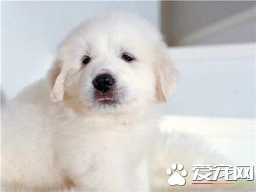大白熊犬分幾種 大白熊犬是一個獨立的品種