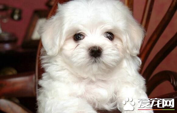 薩摩耶犬缺點 薩摩耶的缺點就是喜歡啃咬