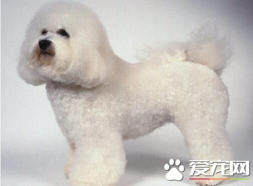 薩摩耶犬缺點 薩摩耶的缺點就是喜歡啃咬