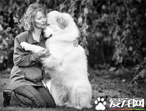 大白熊犬分幾種 大白熊犬是一個獨立的品種