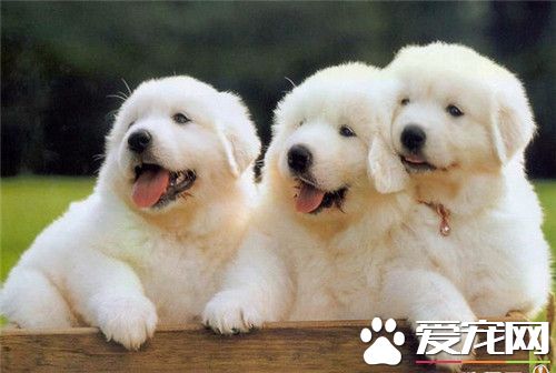大白熊犬的性格 大白熊犬性情溫和耐力好